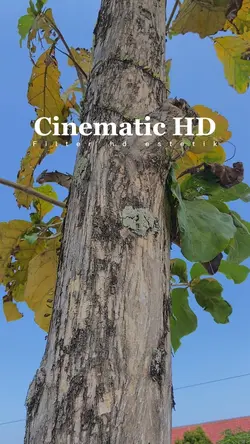 Cinematic Estetik