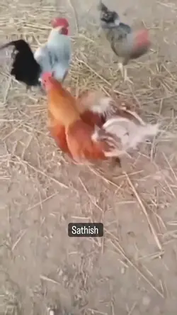 Chiken barbar