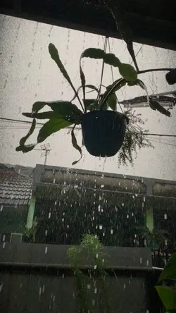 Musim hujan…..