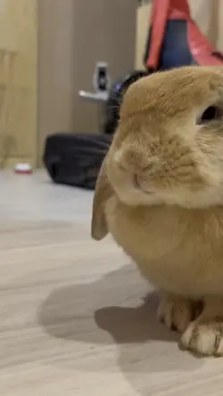 Little bunny