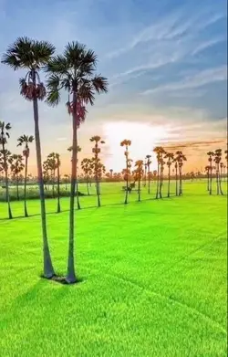 មានជីវិតជាកូន