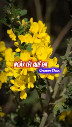 Thích nghe nhạc tết 