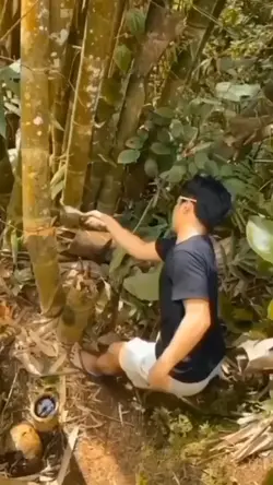 BAMBOO