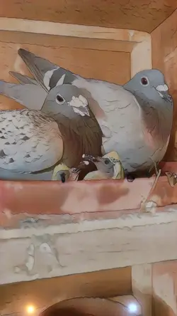 PIGEON FAMILY