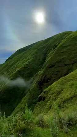 nature hijau