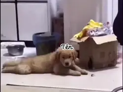 MẪU THAY TÊN 