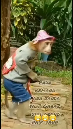 di cari in monyet