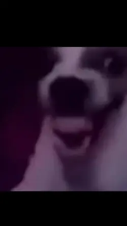 laughing dog