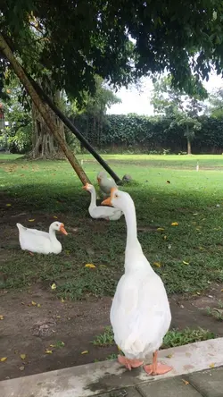 video/foto lebih byk