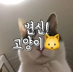 변신!고양이