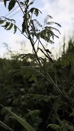 Vlog🌱