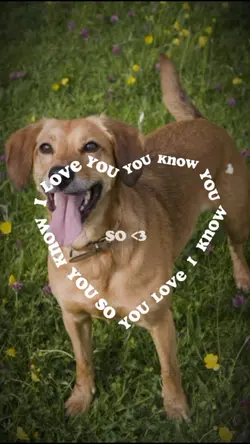 My pet