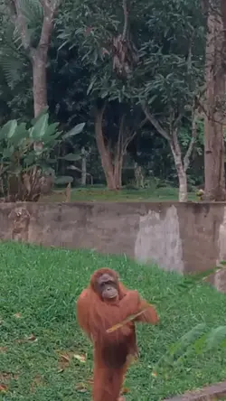 Story Wa
