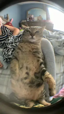 Mentahan kucing