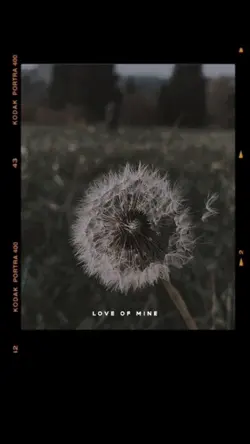 dandelions