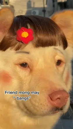 #Friendmongmaybangs