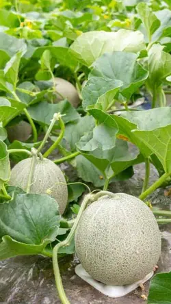 Cantaloupe fruit