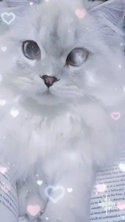The cats n koala