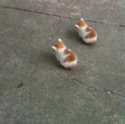 고양이 사진 카메라 흔들기