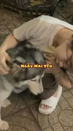 Mê thú cưng thì