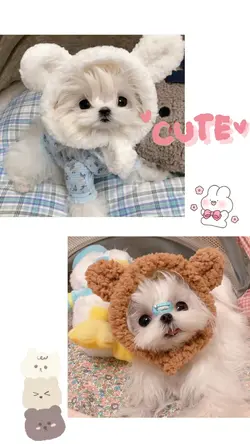 Khung cute cún iu