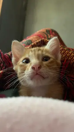 🐱