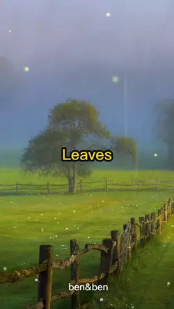 Leaves