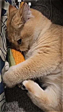 kucing gemoy
