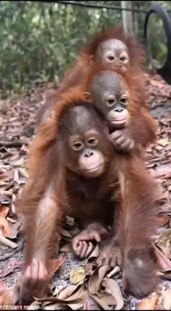 Tiga sekawan 