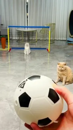 Mentahan video Lucu