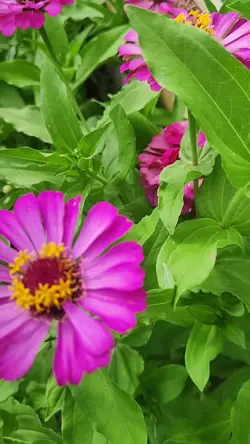 Blossom 