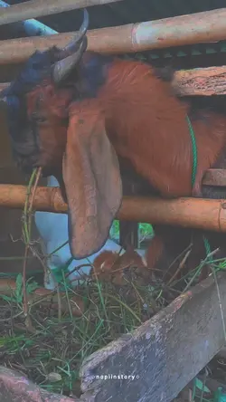 kambing 