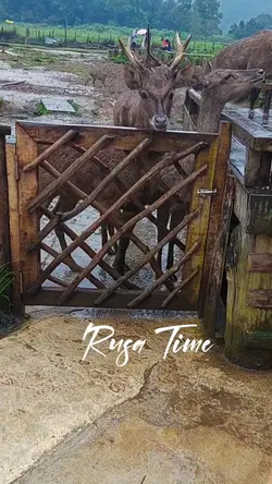 Rusa Time