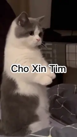 cho xin folow đk