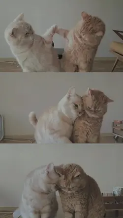 couple cat