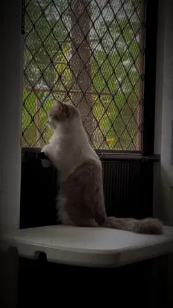 MalungCat
