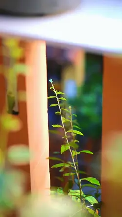 Thailand song vibes