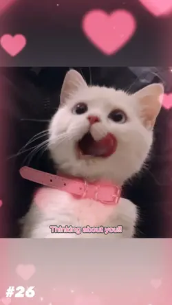 ねこ大集合