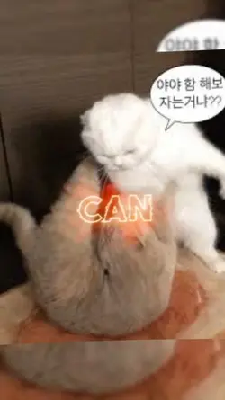 cannn youu