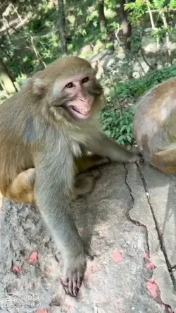 di ketawain monyet