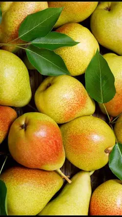 Pear Fruits