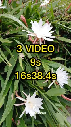 VIDEO 58S