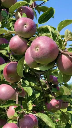 Transisi buah