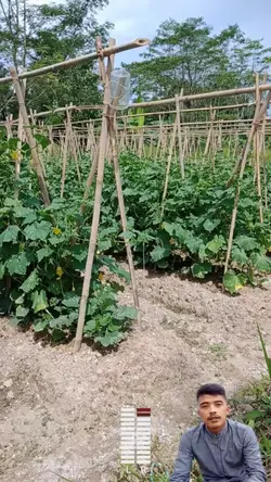 mengenal tanaman 