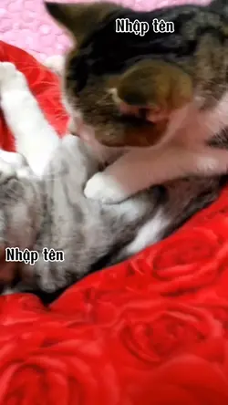 Mẫu dễ thương