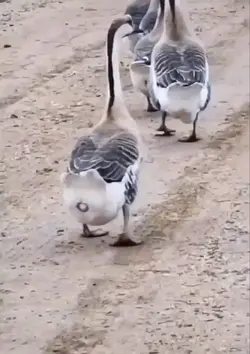 bebek bertelur