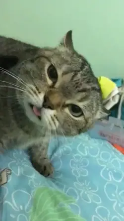 mentahan kucing