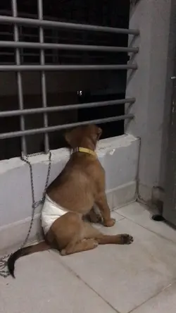 Mắng iu thú cưng =))