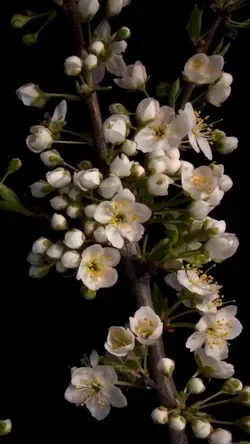 Vlog