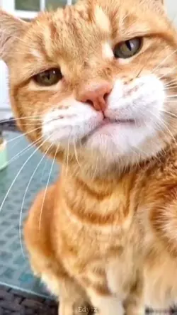kelakuan² kucing 